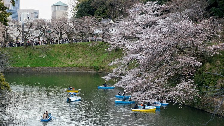 【東京賞櫻景點】千鳥之淵賞夜櫻，可以划船看櫻花的浪漫賞櫻名所