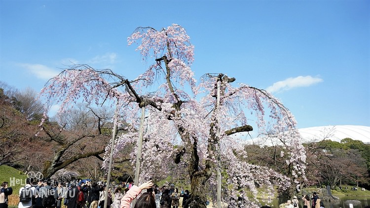 【東京賞櫻景點】小石川後樂園，來美麗的日式庭園欣賞滿開的枝垂櫻