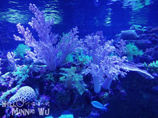 墨田水族館珊瑚