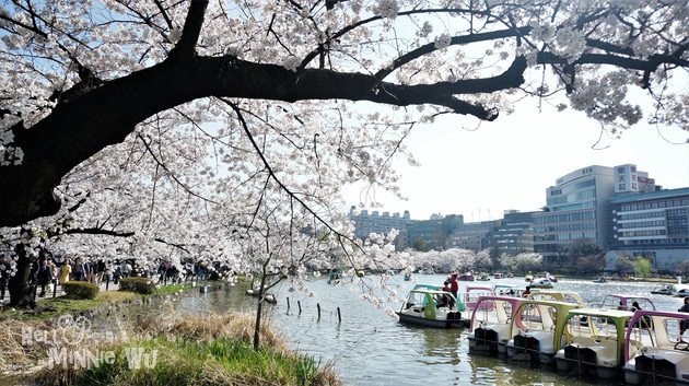 [東京賞櫻景點]櫻花百選~上野恩賜公園賞櫻，滿開的櫻花真的太夢幻了